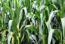 龙单137玉米种子特征介绍，普通玉米品种