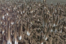 鸡纵菌的种植要点，9-10月份种植