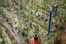 高磷型高钾型平衡型水溶肥的区别，使用时期和起到的效果不同