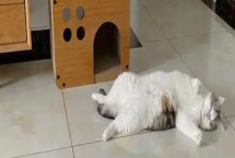 猫嫌热的表现，表现为舔舐身体、换地方睡等