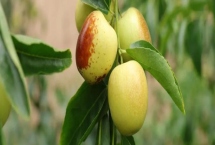 河北海兴县的特产，有鱼子鱼粉、海兴冬枣等