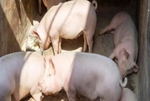 猪呕吐是什么原因，可能是消化不良或中毒了