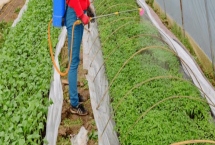 大棚蔬菜喷肥的方法，一般以开花时喷施为宜