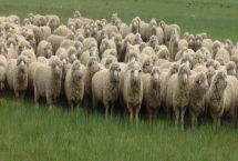 肉羊的养殖效益会受到哪些因素的影响，羊只的品种是首要因素