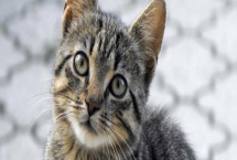 如何去除猫尿骚味，可以选择更加吸味的猫砂