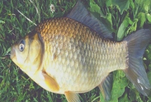 鲫鱼的食物，蚯蚓、螺肉、馒头、蛋黄等食物均可饲喂