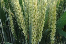泰科麦39小麦种简介，适宜播种期10月5日―20日