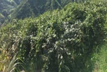 种植猕猴桃的海拔，通常以200-800米为宜