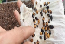 西瓜籽的催芽方法，以下2种方式均可使用