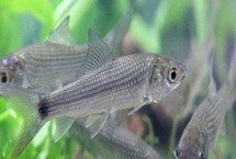 钓土鲮鱼打窝用什么饵料，常用窝料包括酒米、五谷杂粮和菜籽饼