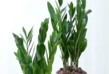 金钱树的浇水方法,春秋季节每隔半个月左右浇一次