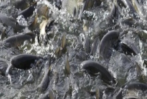 草鱼的养殖效益，1亩池塘的净利润为2700元左右