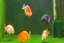 兰寿缸选择什么工具鱼，可以选择清道夫、鼠鱼、一帆风顺鱼等