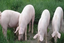 后备母猪的配种适期，发情后的24-30小时最适合配种