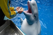 白鲸吃鱼需要咀嚼吗，无需咀嚼一般是直接吞下