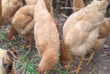 土鸡的散养要点,一定要选择好一点的鸡苗