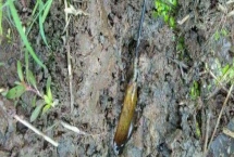 钓黄鳝用猪肝可以吗，是肉食性鱼类可以用猪肝做饵