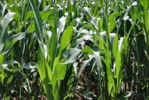 DN5002玉米种子特征特性，出苗至成熟116天左右