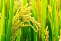 隆两优1353水稻种子特征介绍，每亩有效穗数16.2万穗