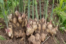 如何防治生姜姜瘟病，播种前要对姜种做消毒处理