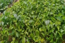 布鲁克斯樱桃苗的价格，不同地区的售价有较大差异