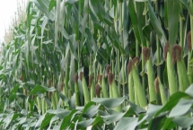 正大6608玉米品种特性，3月下旬至4月初播种