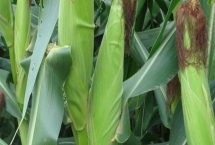 恩玉1204玉米品种特性，中抗大斑病
