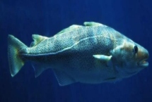 油鱼和鳕鱼的区别，外形、鳞片和价格均不同