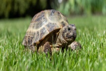 小乌龟如何养，不要让它时时刻刻泡在水里
