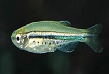 喷点斑马鱼好不好养，饲养难度较小