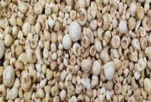 母猪半夏是什么植物，是多年生宿根草本植物