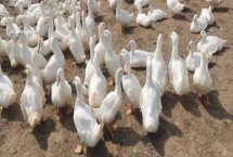 鸭子圈养技术，选择优良的品种是关键