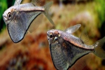 月光燕子鱼好不好养，饲养难度较大