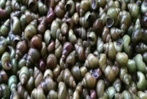 淡水螺的产地,广东、福建等地养殖较多