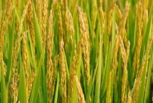 旌玉优秱珍水稻种子特征特性，秧田播种量每亩15公斤