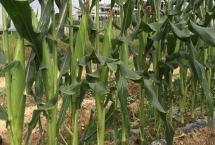 恒丰玉798玉米品种的特性，出苗至成熟134天