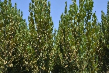 法桐的施肥技术,实行圃地施肥是重要的环节