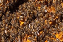 西方蜜蜂简介，是数量最庞大的蜜蜂之一