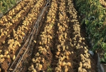 七月份能种土豆吗，气温高不宜种植土豆