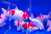 锦鲤和草金鱼的区别，前者长有须子