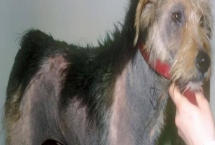 为什么狗狗的皮肤会变成黑色，通常是由于色素沉淀引起的