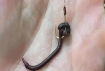 钓鱼用大蚯蚓好还是小蚯蚓好,各有优势