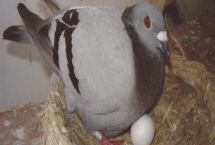 拿走鸽子蛋鸽子会不会生气，鸽子是会生气的