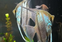蓝灯珍珠燕子鱼容易养吗，群游品种不能单独饲养