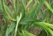 小麦丛矮病防治方式，可用甲拌磷拌种堆闷