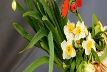 水仙花能不能在室内养，可以在室内养但不要触碰鳞茎