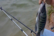 垂钓大罗非鱼的方法,可选择调1目钓3目