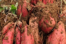 济薯26号红薯品种特性，单株结薯为4-5个