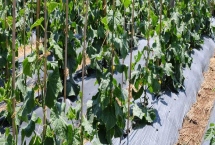 露天黄瓜的株行距，株行距一般控制在35×60cm