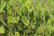 绿豆怎么种植，春夏季节可进行条播